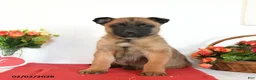 Belgian Malinois dogs for sale: Rebel - Ad 3