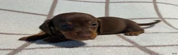 Miniature Dachshund dogs for sale: AKC Wayne delivery available  - Ad 5