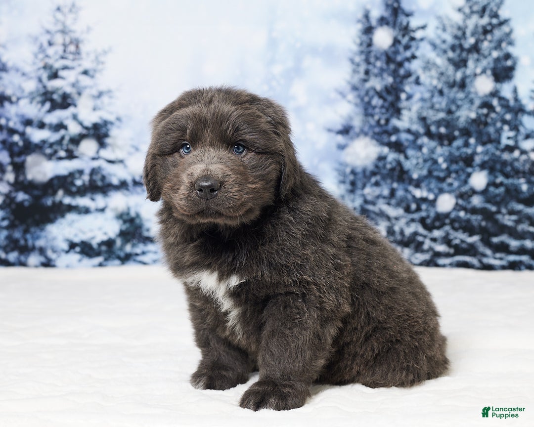 Newfoundland dogs for sale: Cole - Ad 3