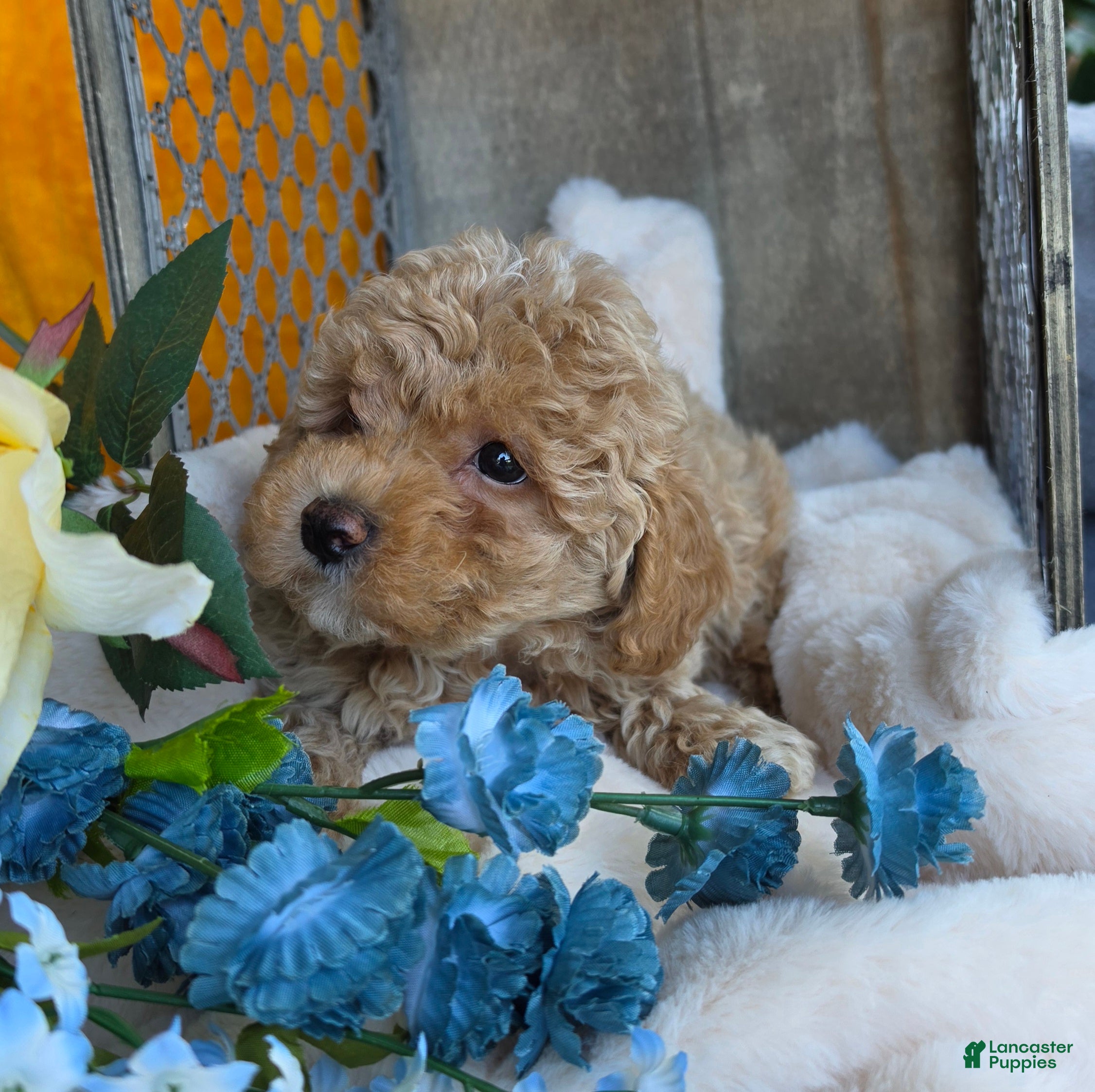 Toy Poodle dogs Sandy - Ad 2