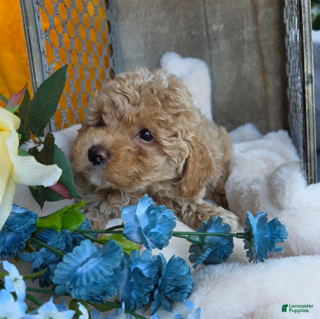 Toy Poodle dogs for sale: Sandy - Ad 2