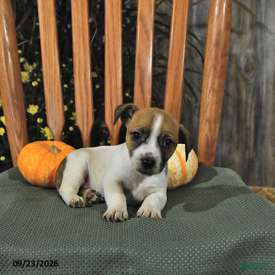 Jack Russell Terrier dogs Florence - Ad 1