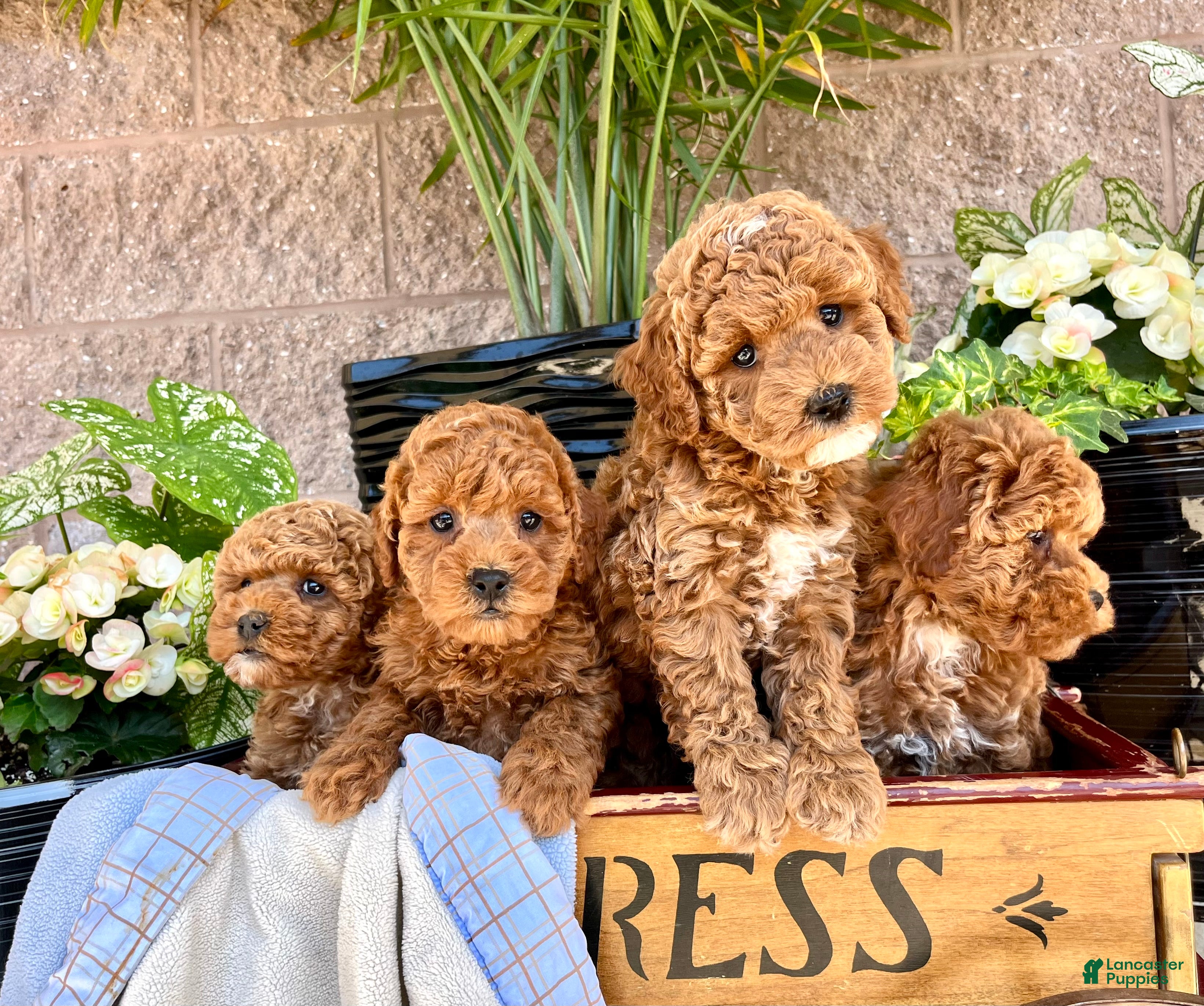 Miniature Poodle dogs for sale: Baby Jasmine❤️🐾AKC Registered❤️Genetic Tested❤️Call 717-529-1907 - Ad 1