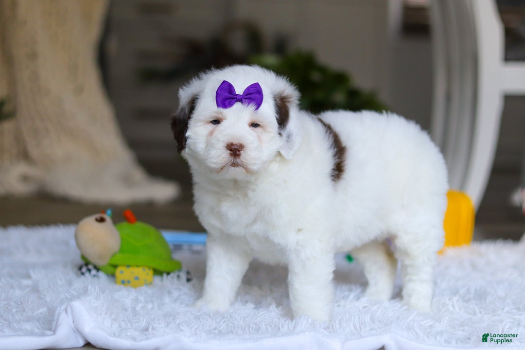 Portuguese Water Dog dogs for sale: Callie - Ad 6
