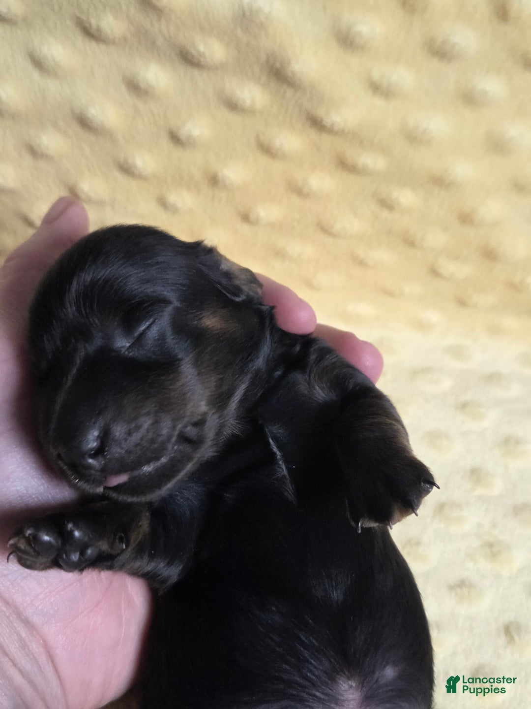 Miniature Dachshund dogs for sale: Pita - Ad 3