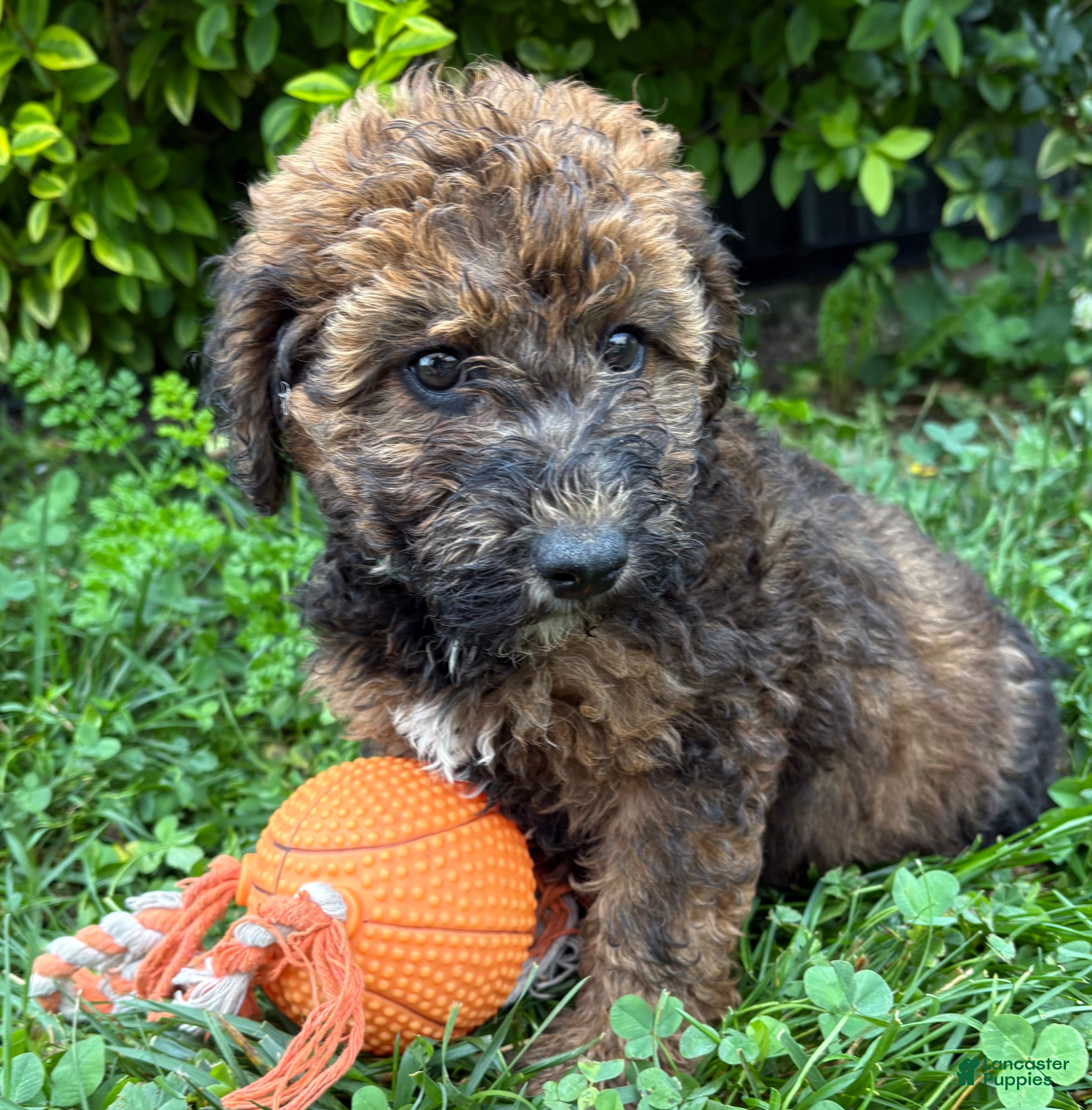 Whoodle dogs Monroe - Ad 2
