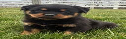 Rottweiler dogs for sale: Bella - Ad 2
