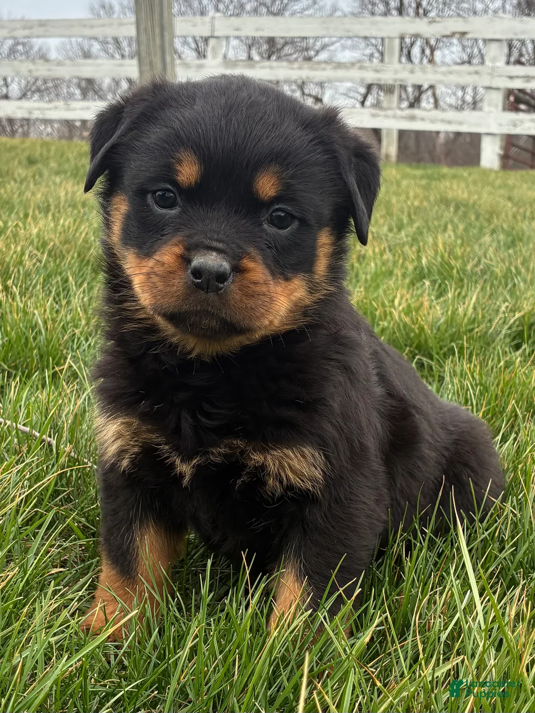 Rottweiler dogs for sale: Bella - Ad 2