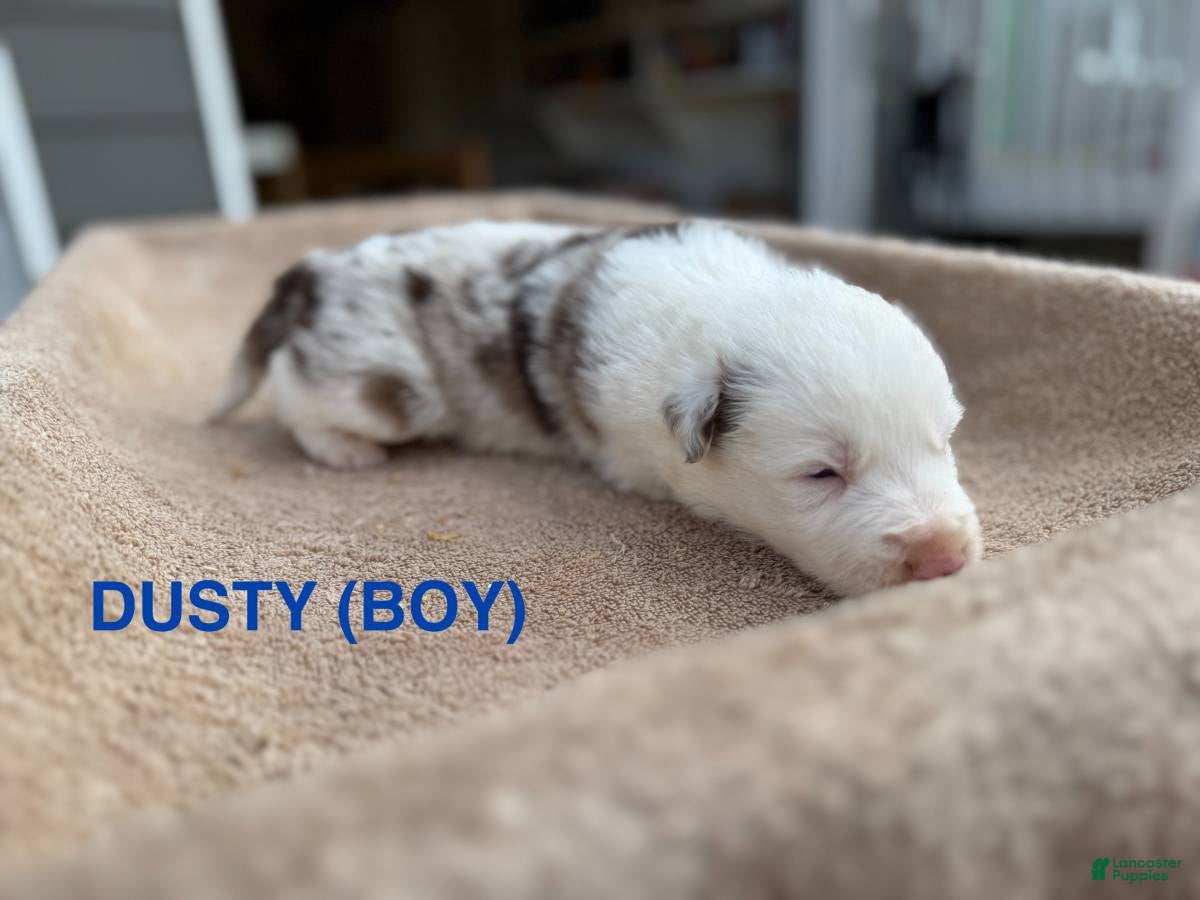 Border Collie dogs Dusty - Ad 9