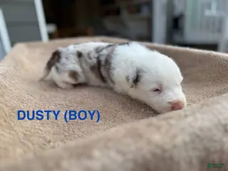 Border Collie dogs Dusty - Ad 25