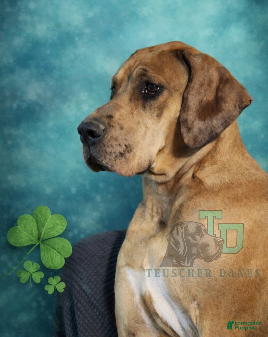 Great Dane dogs Dublin - Ad 8