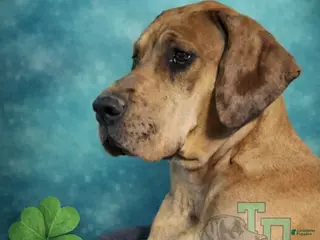 Great Dane dogs Dublin - Ad 8