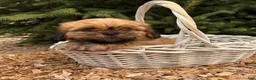 Shih Tzu dogs for sale: Juniper - Ad 3