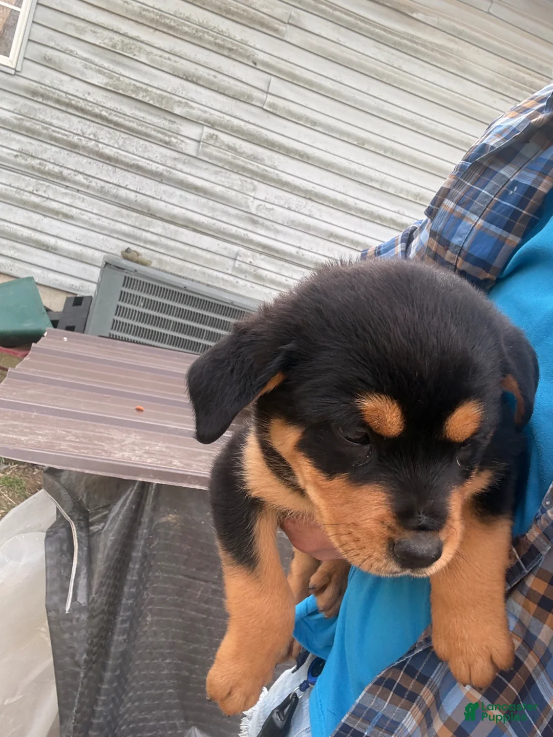 Rottweiler dogs for sale: Rottweiler Puppy 8 - Ad 1