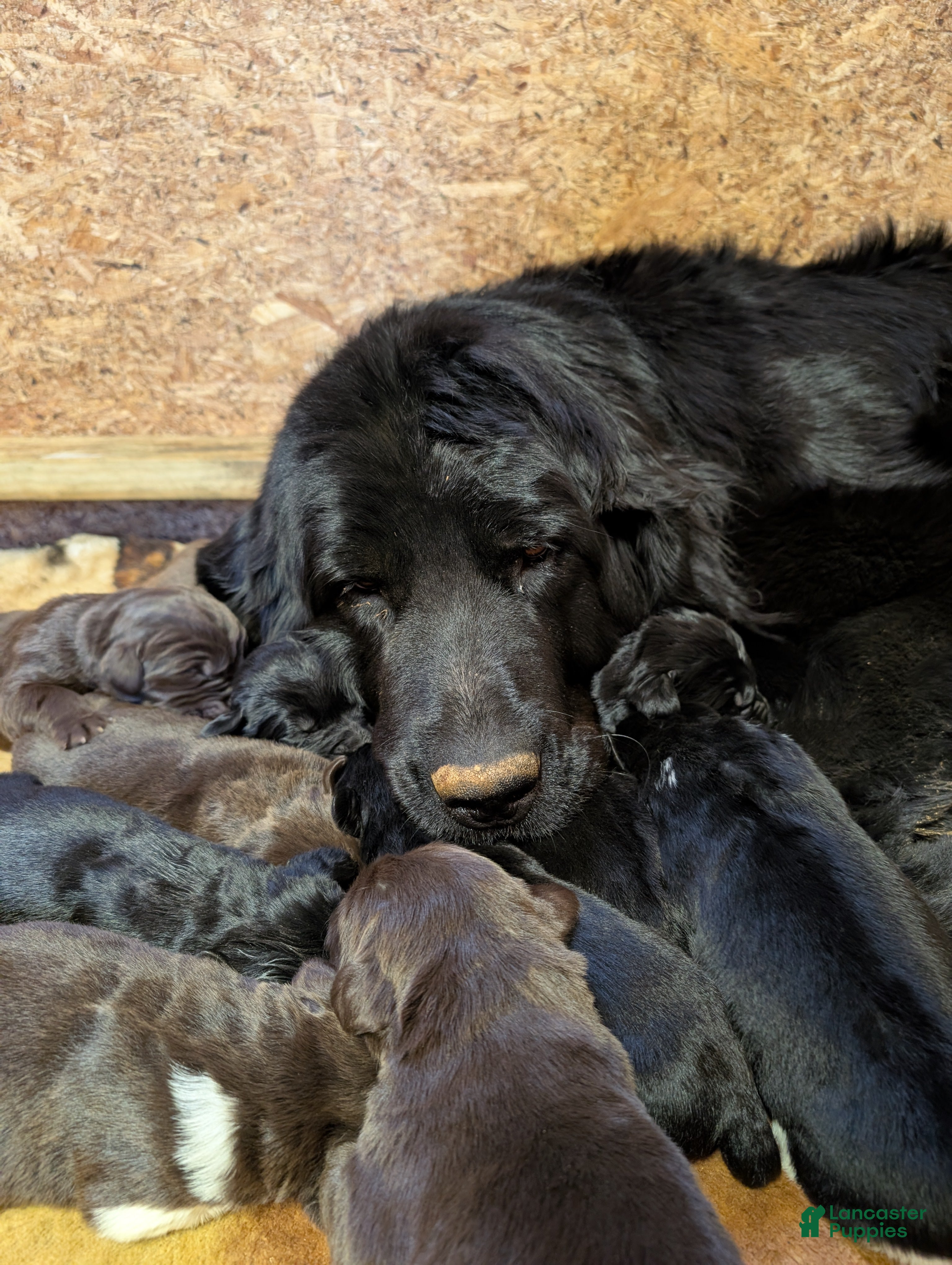 Newfoundland dogs Harper - Ad 20