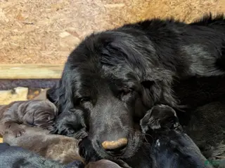Newfoundland dogs Harper - Ad 14