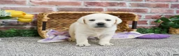 Labrador Retriever dogs for sale: Juni  - Ad 6