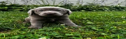 Labrador Retriever dogs for sale: Lavender - Ad 4