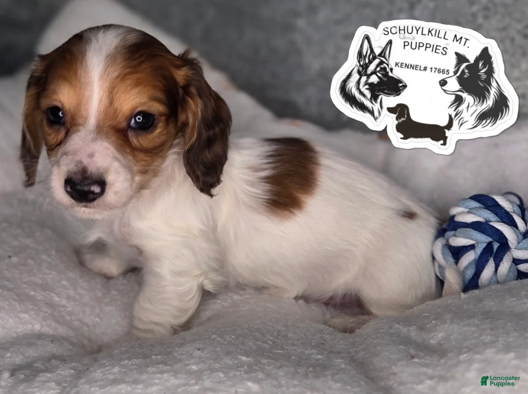 Miniature Dachshund dogs for sale: Olaf - Ad 2