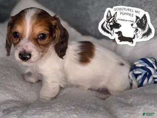 Miniature Dachshund dogs Olaf - Ad 7