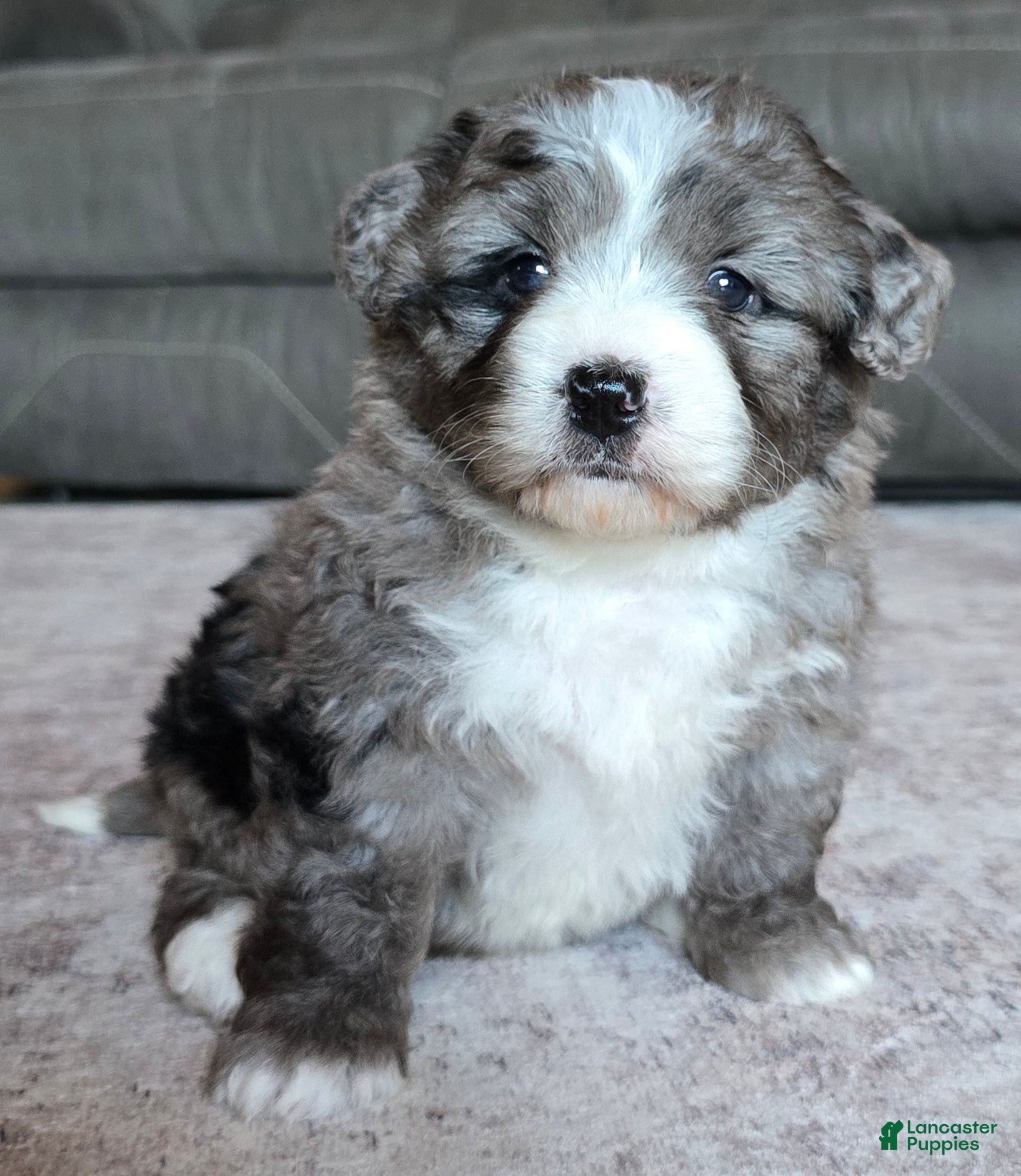 Mini Bernedoodle dogs Mini Sasha - Ad 2