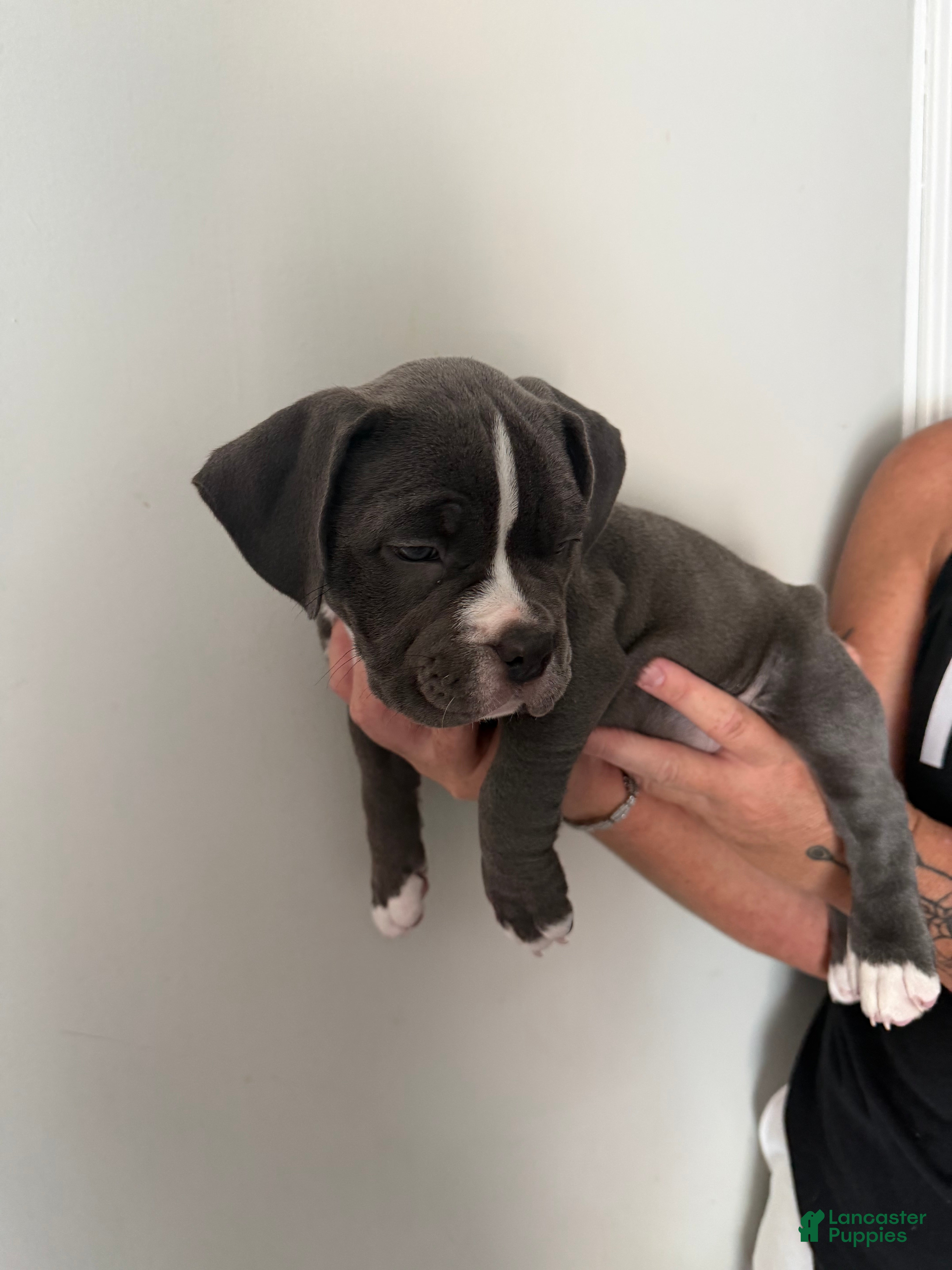 American Bully dogs American Bully 5 - Ad 6