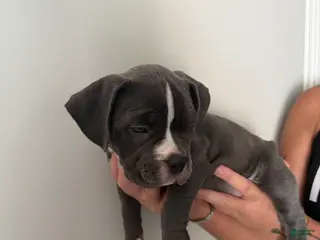 American Bully dogs American Bully 5 - Ad 6