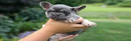 French Bulldog dogs for sale:  Flora Jane 🩷 - Ad 17