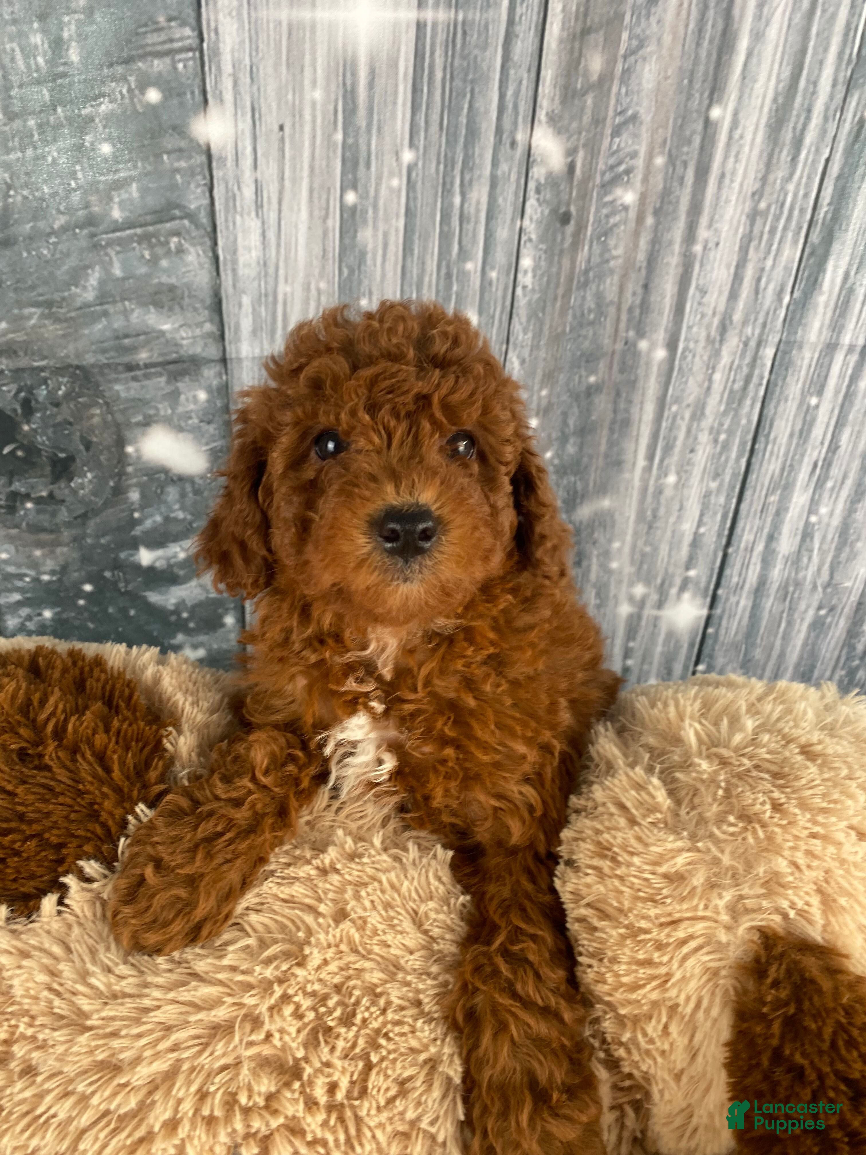 Miniature Poodle dogs Winnie - Ad 14