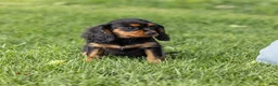 Cavalier King Charles Spaniel dogs for sale: Waldo - Ad 8