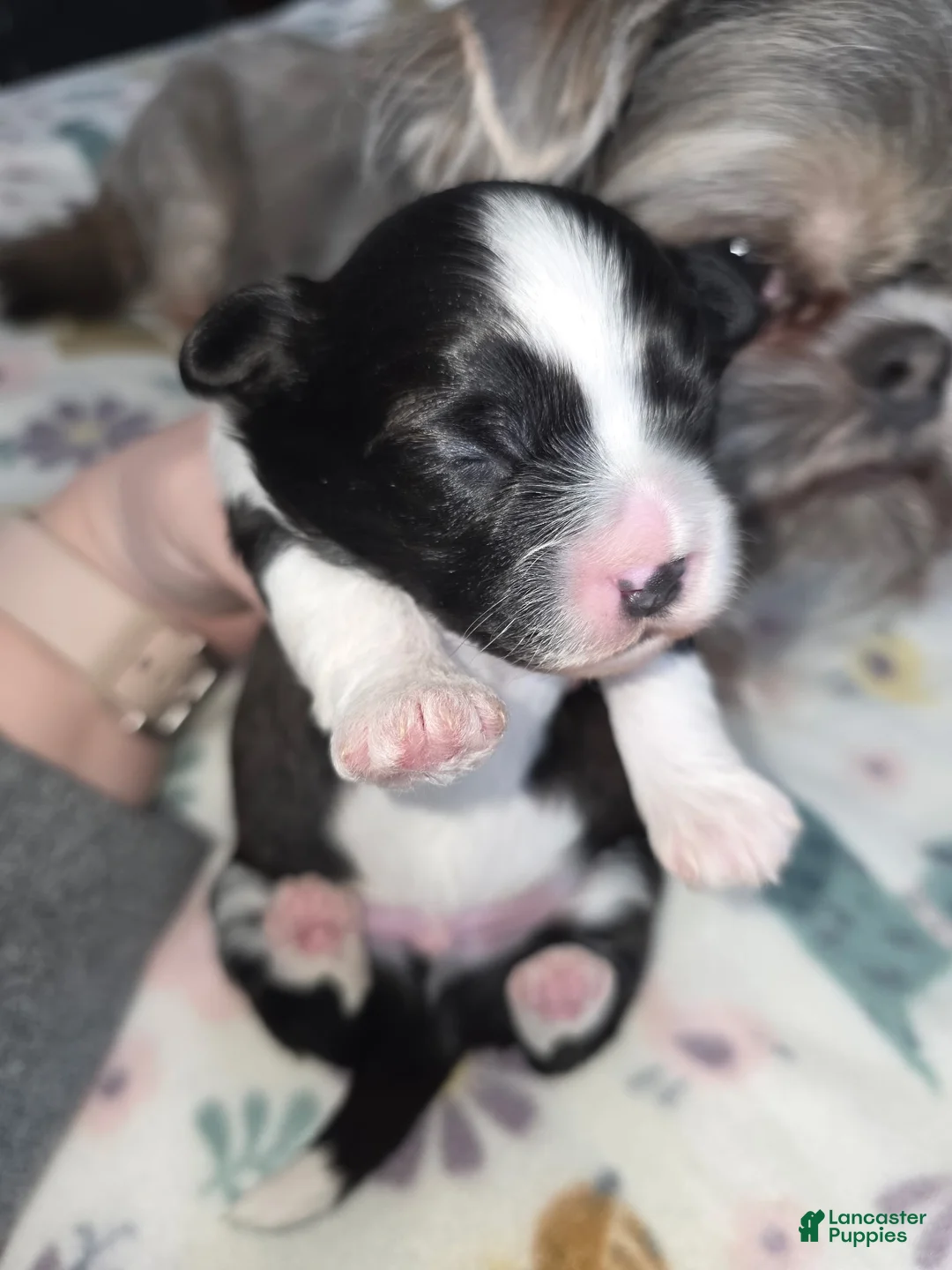 Shihpoo dogs for sale: Shihpoo Puppy 1 - Ad 1