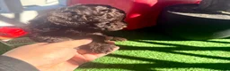 Toy Poodle dogs for sale: Toy Poodle 2 - Ad 4