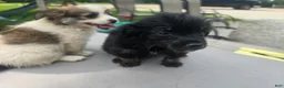 Pomchi dogs for sale: Mittens - Ad 3