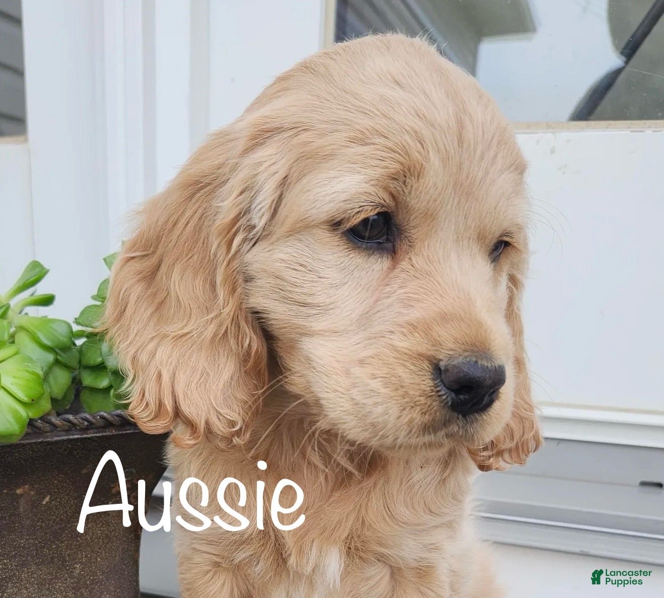 Mixed Breed dogs Aussie - Ad 21