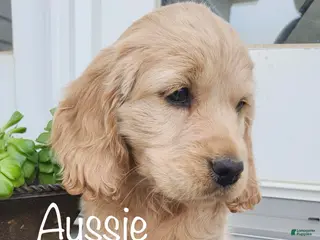 Mixed Breed dogs Aussie - Ad 21