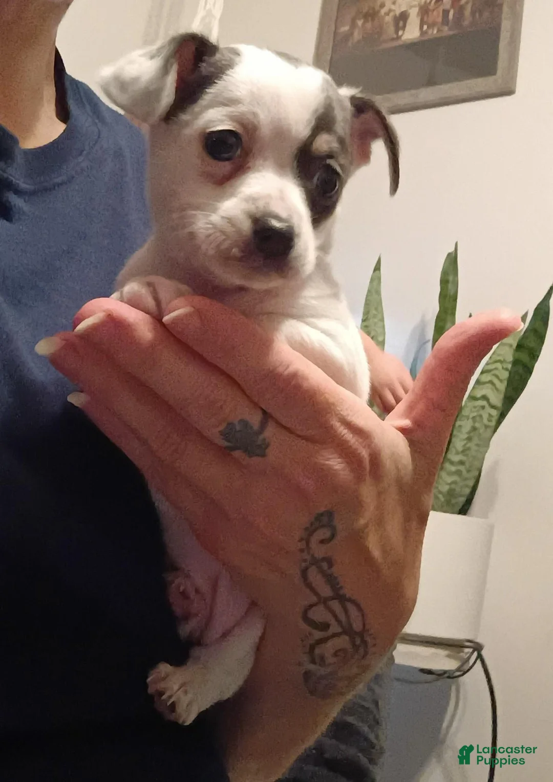 Chihuahua dogs for sale: Carla - Ad 1