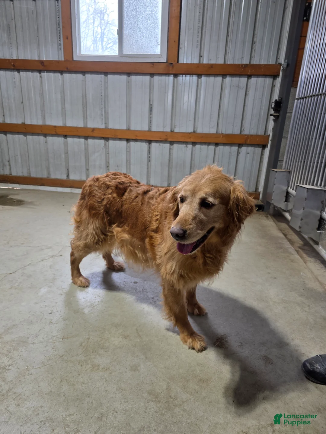 Golden Retriever dogs for sale: Polly - Ad 1