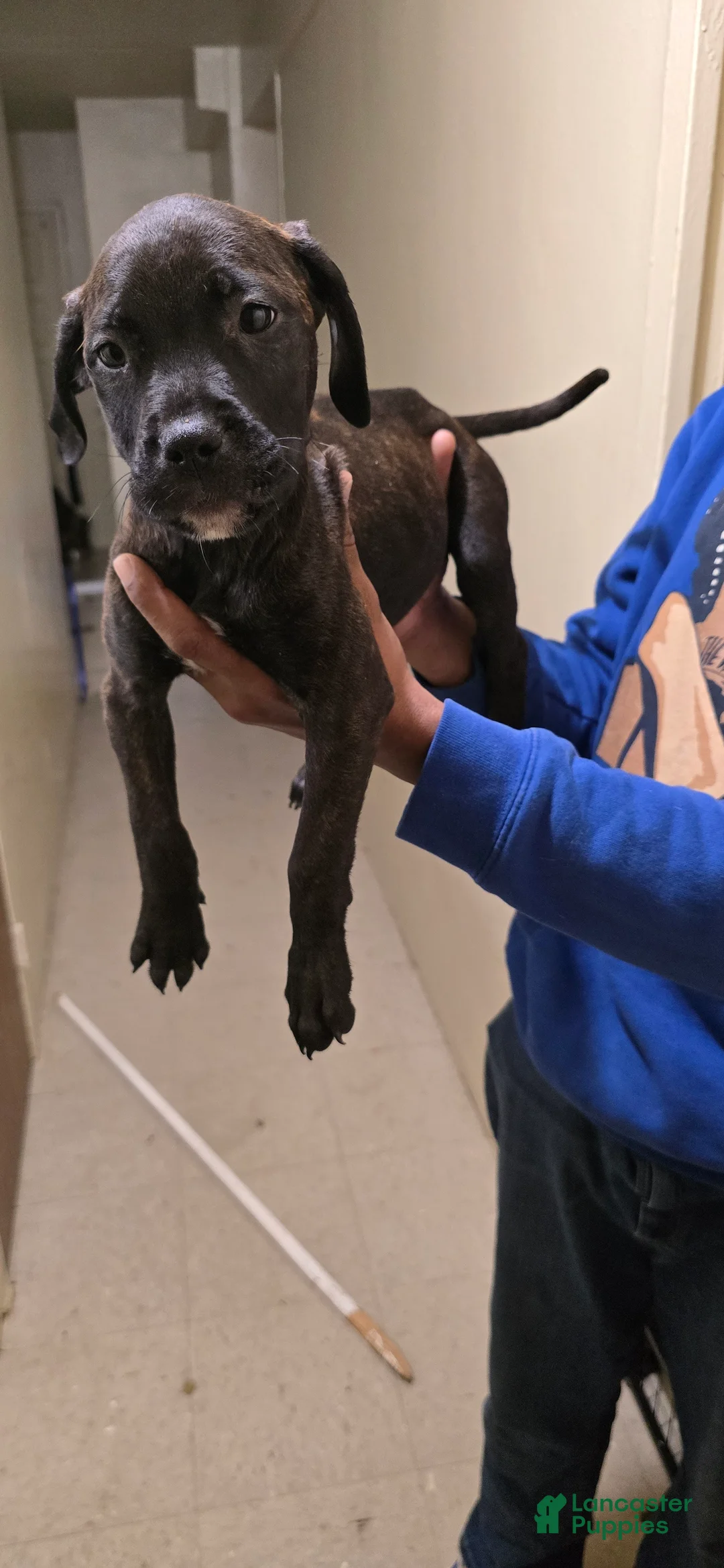 Mixed Breed dogs for sale: Mixed Breed 1 - Ad 1