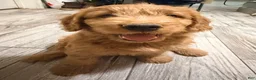 Mini Goldendoodle dogs for sale: Mini Goldendoodle 3 - Ad 3
