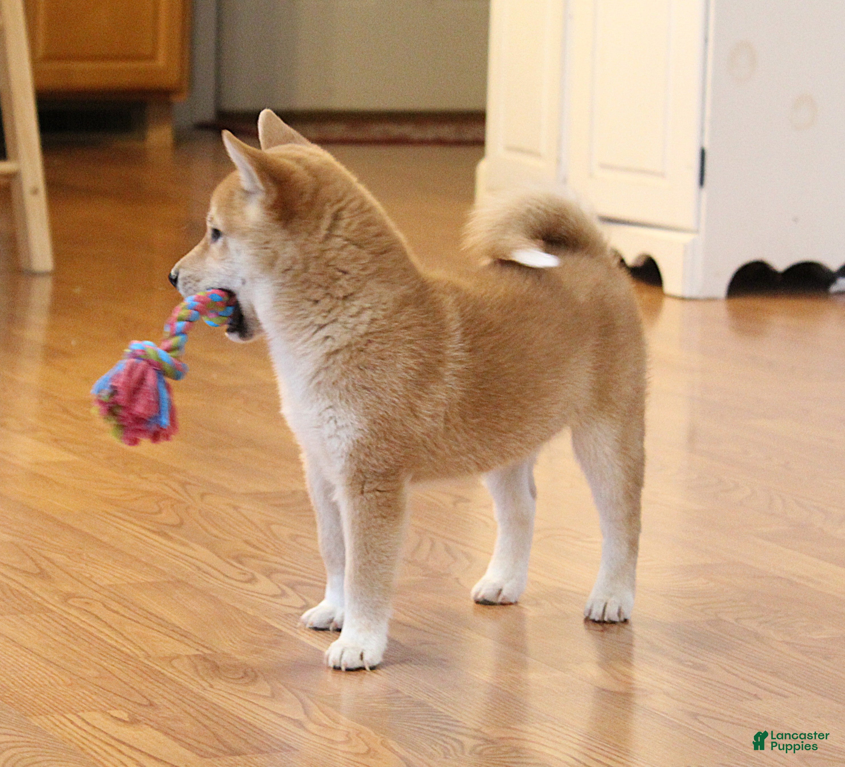 Shiba Inu dogs Ty - Ad 2