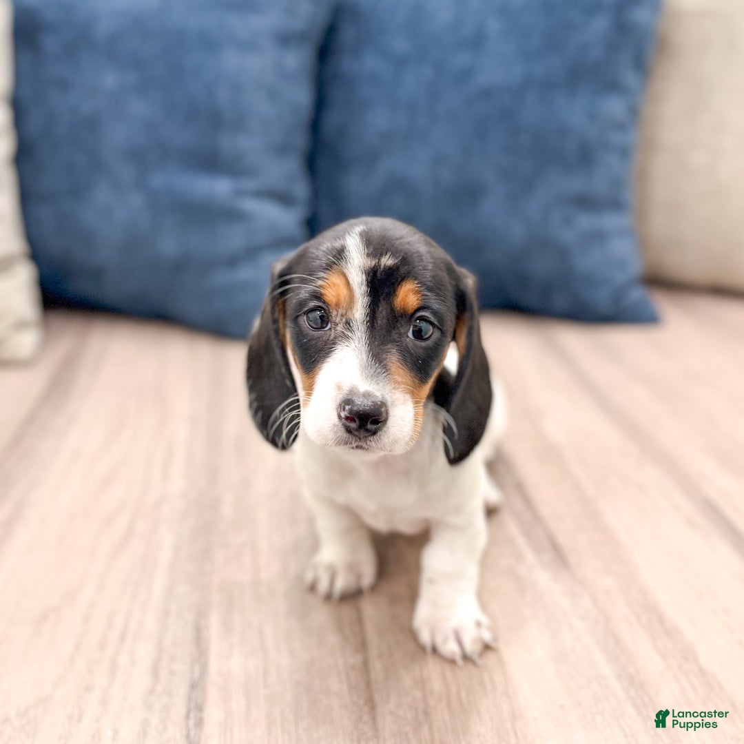 Miniature Dachshund dogs for sale: Betsy - Ad 6