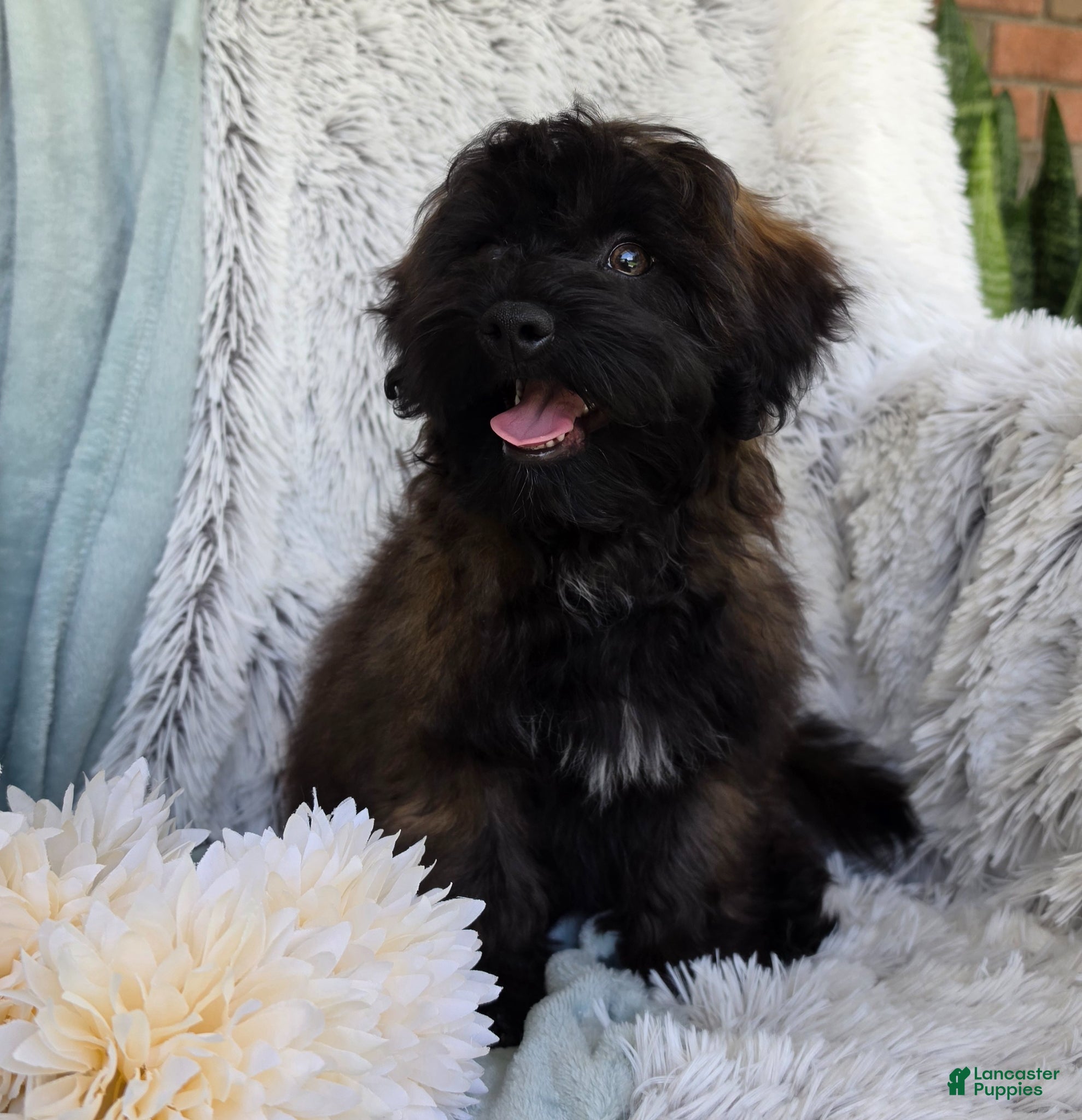 Shihpoo dogs Skyler - Ad 2
