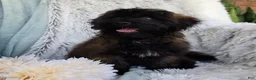 Shihpoo dogs for sale: Skyler - Ad 6