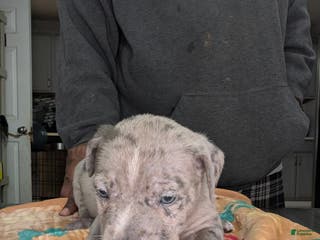 American Bully dogs American Bully Puppy 2 - Ad 38