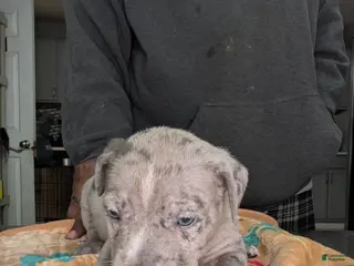 American Bully dogs American Bully Puppy 2 - Ad 34