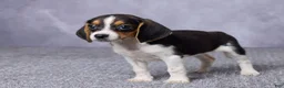 Beagle dogs for sale: Sally - Ad 5