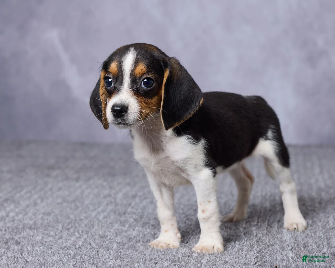 Beagle dogs for sale: Sally - Ad 5