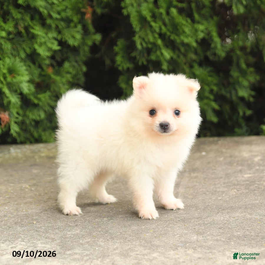 Pomeranian dogs Marshmallow - Ad 1