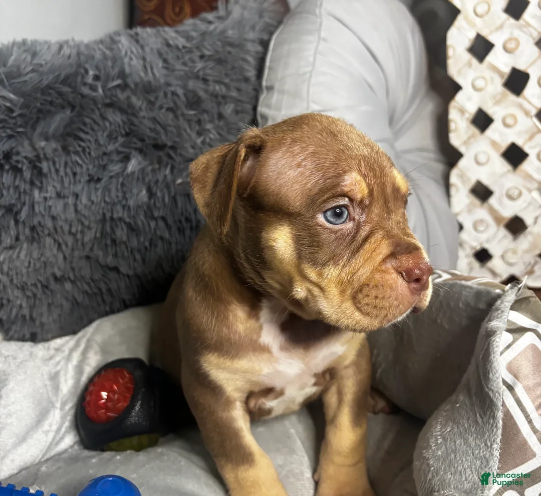 American Bully dogs for sale: Male 3 – Cairo (Chocolate Tri) - Ad 2
