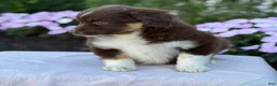 Miniature Australian Shepherd dogs for sale: Arabella - Ad 10